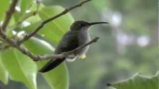 Colibrí o Zumbador Dorado Anthracothorax dominicus  Antillian Mango Hummingbird [upl. by Marilee]