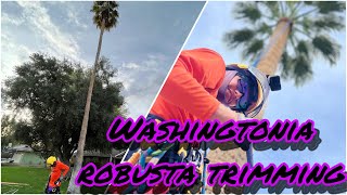 How to Prune Washingtonia Robusta Mexican Fan Palm Trimming 65ft [upl. by Macy856]