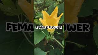 Unisexual flower of pumpkin Cucurbita moschata doramathsolution lifescience short viral [upl. by Jareb286]