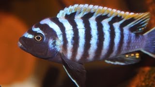 African Cichlid Species  Cynotilapia afra quotRed Top Dwarfquot Hai Reef Male and Female [upl. by Fitzsimmons]