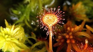 Na bagnach Rosiczka okrągłolistna  Drosera rotundifolia [upl. by Rubio]