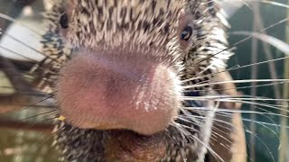 Prehensiletailed Porcupine Quilliam Enjoys a Snack [upl. by Odysseus760]