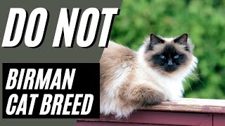 7 Reasons You SHOULD NOT Get a Birman Cat [upl. by Eelame]