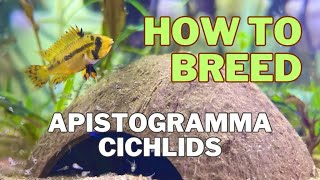 How to breed Apistogramma Cacatuoides [upl. by Kuth]