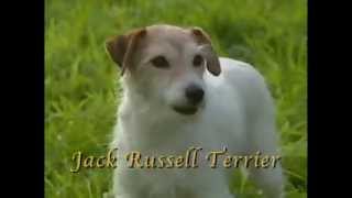 Dog Breeds  Jack russel terrier Dogs 101 Animal Planet [upl. by Kcirdderf]