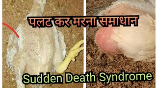 Poultry Attack ll Sudden Death Syndrome in Broiler ll Murgiyo ka palat kar marna ll पोल्ट्री अटैक [upl. by Blus879]