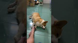 Corgi feat Rosie song music [upl. by Eduardo508]