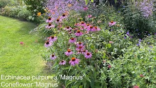 End of July 2024 Garden Tour With Plant Names [upl. by Gardy]