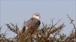 Blackshouldered Kite calling [upl. by Chilson]