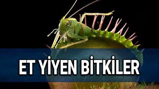 Et Yiyen Bitkiler Hakkında İlginç Bilgiler [upl. by Luapnoj286]