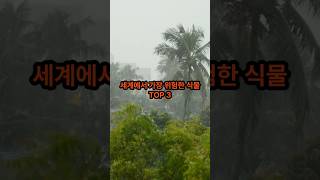 세계에서 가장 위험한 식물 TOP 3 [upl. by Ahsekel370]