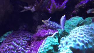 orange spotted filefish spawning [upl. by Mainis]