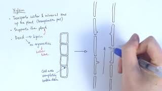 AS Biology  Transport systems in plants OCR A Chapter 91 [upl. by Ahc84]