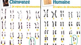 Méthode pour étudier un caryotype de cellules nonreproductrices [upl. by Maloney827]