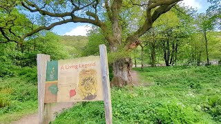 Birnam Oak Walk Dunkeld Scotland [upl. by Fayina990]