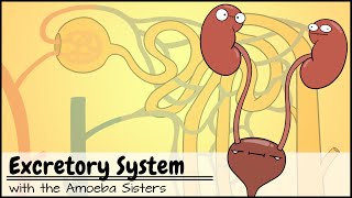 Excretory System and the Nephron [upl. by Natsreik]