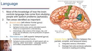 Lateralization and Language [upl. by Nahgrom]