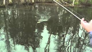 Carolinas Perfect Cast Episode 4 Segment 1 Dustin Wilks Spring Flippin [upl. by Nomolas]