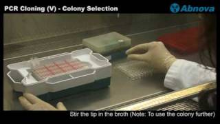 PCR Cloning V  Colony Selection [upl. by Annawik]