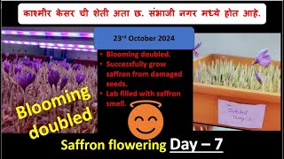 Daily update 23rd Oct Damaged saffron bulb saved and bloomed successfully Flowering doubled [upl. by Flowers]