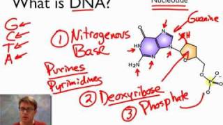 What is DNA [upl. by Viole639]