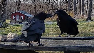 Raven Couple Having a Chat 2024 4K [upl. by Lucretia]