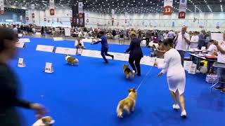 WORLD DOG SHOW 2023 GENEVA  Pembroke Welsh Corgi Best of Breed Winner Dalbong from Philippines [upl. by Tolley]