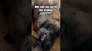 SO FREAKING CUTE♥️ viralvideo dog gsd dogparenting funny shortsviral shorts [upl. by Akemat]