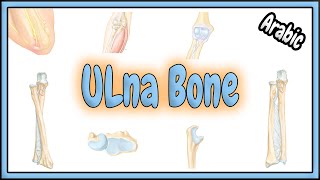 5 Ulna Bone Anatomy  تشريح عظم الزند [upl. by Niatsirt]