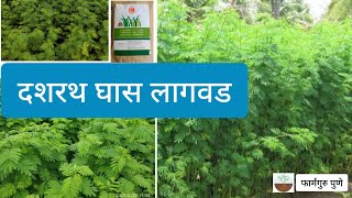 Hedge Lucerne  Desmanthus  Sowing Process  Dashrath ghas lagwad  दशरथघास लागवड [upl. by Leay]