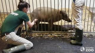 One Pampered Piggy Physiotherapy with Olive the Babirusa [upl. by Elfstan]