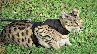 Savannah Cats ATTITUDE to Dogs [upl. by Charo]