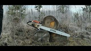 Stihl 076aveq  41quot Duromatic Bar  Finnish Knotty Spruce [upl. by Akinahs]