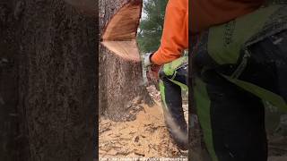 Tree cutting trick used abroad ytshortsvideo [upl. by Annoj]