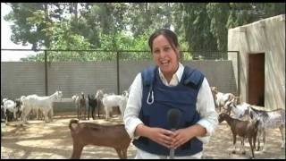 Goat Farming the new alternative to boost income of Afghan Farmers 050811 [upl. by Aital]