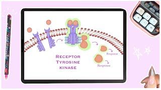 Receptor Tyrosine Kinases  Cell Signaling  Membrane Receptors [upl. by Mandie]