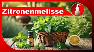 Zitronenmelisse destillieren  ätherisches Öl selber machen als Hobby  diSTILLed [upl. by Knepper]