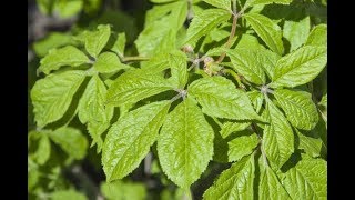 Siberian Ginseng Or Eleutherococcus senticosus Benefits Side Effects and Dosage [upl. by Stelmach132]