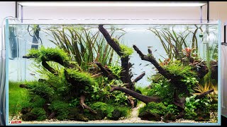 Aquascape Build Step by Step  Nature Aquarium Tutorial in an Eheim Clearscape 200 90x50x45cm [upl. by Adnical461]