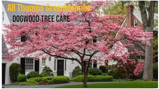 Dogwood Divas Basics of Caring for a Dogwood Tree [upl. by Ntsyrk]