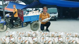 Use 3wheeled Vehicle Harvesting Many Ducks Goes To Countryside Market Sell  Cozy Meal With Family [upl. by Redlac]