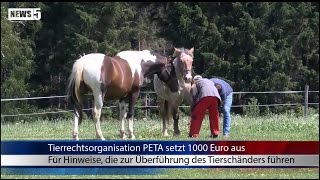 22072015 HO Tierquäler tötet kleinen Hengst auf Koppel [upl. by Edmanda166]