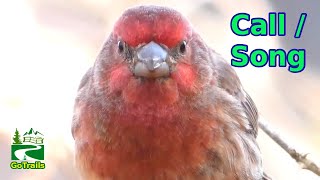 House finch call  song  sounds  Bird [upl. by Arevle]