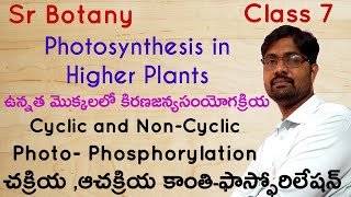 Photo Phosphorylation  Cyclic and NonCyclic  చక్రియ ఆచక్రియ కాంతిఫాస్ఫోరిలేషన్ Class 7 [upl. by Ayle]