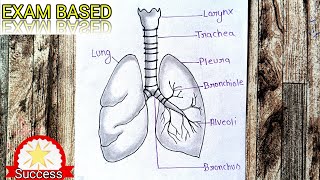 Human Lungs Diagram With Name  LARYNX TRACHEA PLEURA BRONCHIOLE BRONCHUS ALVEOLI  Tutorial [upl. by Esyahc]