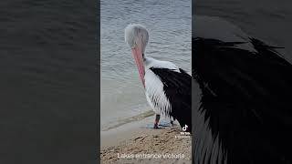 Pelicans at Lakes Entrance victoria  victoria australia lakesentrance pelicans [upl. by Ellimac]