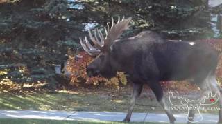 I followed this moose home from school today in Anchorage Alaska [upl. by Rowe]