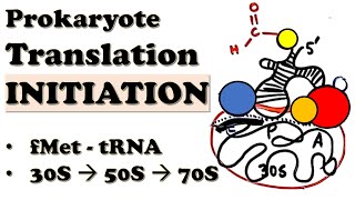 Prokaryotic Translation INITIATION  How do 70S ribosomes initiate translation  Deepdive Video [upl. by Kus]