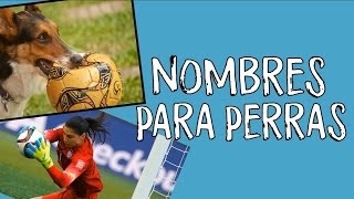 Nombres para perras de jugadoras de fútbol [upl. by Baptiste]