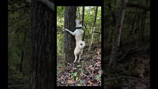 Squirrel Hunting West Siberian Laika westsiberianlaika huntingdog hunters hunting [upl. by Cence]